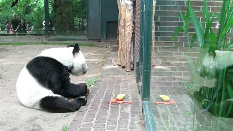 Zoo Berlin Panda Bao Bao Youtube