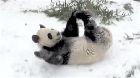 This Video Of A Panda Tumbling Down A Snowy Hill Is Too Cute Wgn Tv