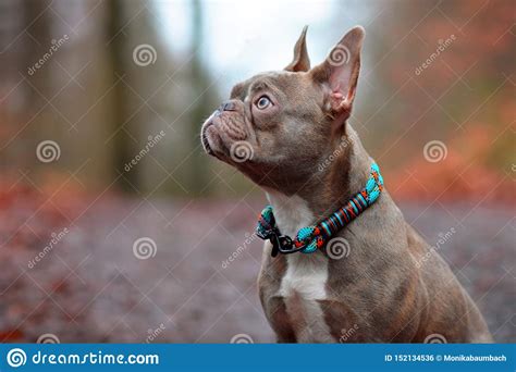 We are the authentic lilac,chocolate,and blue french bulldog breeder.home to the first all lilac litter ever to be produced in the we believe it is possible to combine quality with the rarest colors in the world. Lilac Brindle Female French Bulldog Dog With Light Amber ...