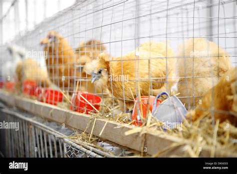 Japanese Chicken In A Cage At An Agricultural Fair Stock Photo Alamy