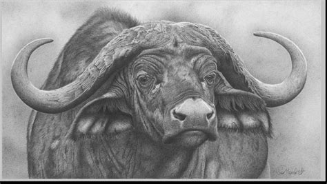 African Art Paintings Animal Paintings Animal Drawings Pencil