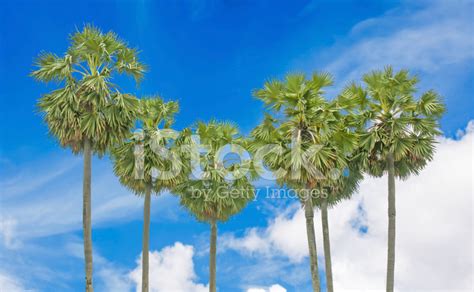 Palm Tree Stock Photo Royalty Free Freeimages