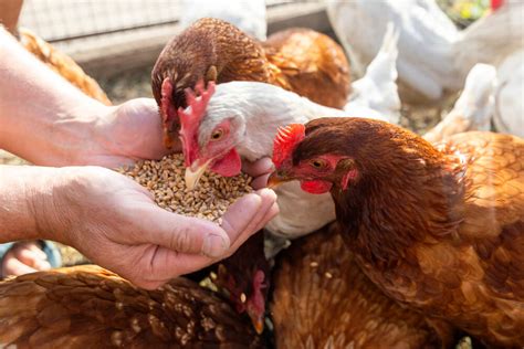 Best Organic Chicken Feed For Laying Hens Reviews 2022