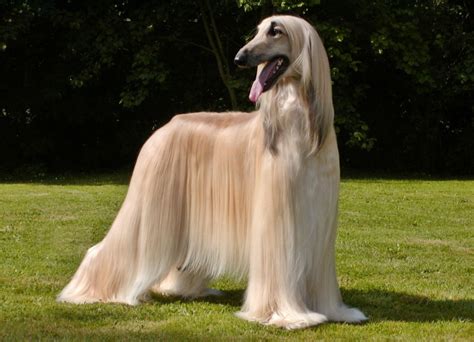 Afghan Hound Breed Profile My Pets