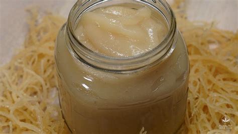 Check spelling or type a new query. How to Prepare Sea Moss Gel for Smoothie, Juice or Water ...