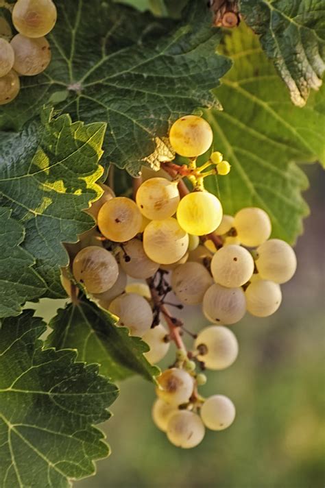 White Wine Grapes Photograph By Teri Virbickis