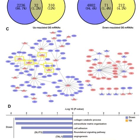 Overlapping Genes Between DE MRNAs And Target Genes Predicted By