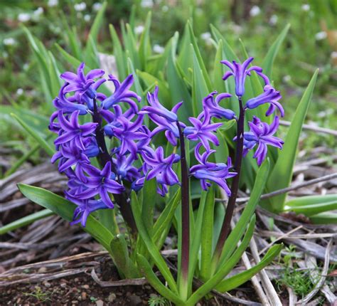 Maybe you would like to learn more about one of these? Hyacinth. Vancouver, WA. 03/2014. | Plants, Flowers, Hyacinth