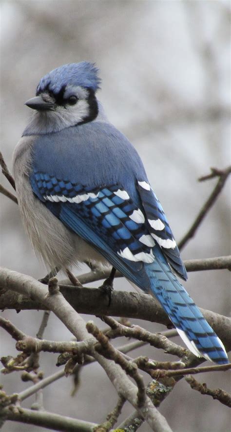 I saw many blue jays when i lived in pa, however i but i still think it is a beauty. Picture of a blue jay bird. - About Wild Animals