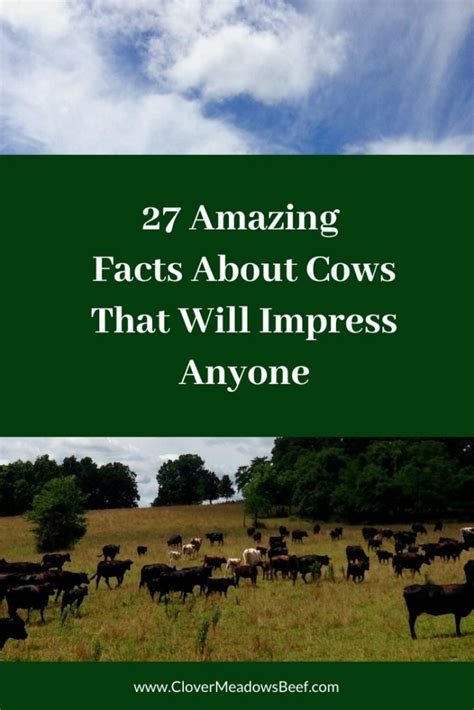 27 Amazing Facts About Cows That Will Impress Your Friends