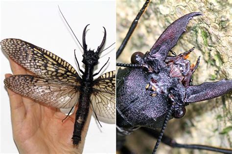 Worlds Largest Flying Insect Discovered Eight Inches