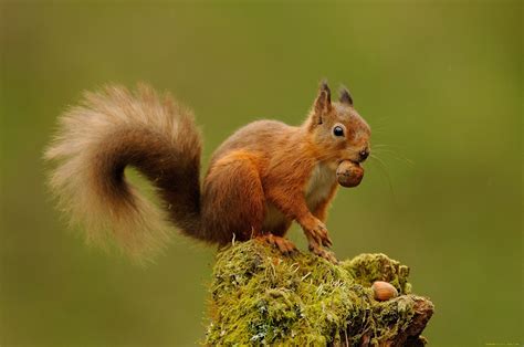 Squirrel Full Hd Wallpaper And Background Image 2048x1357 Id343287