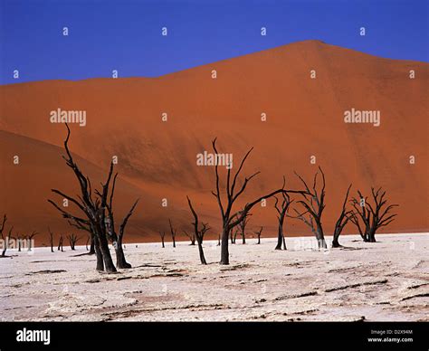 Dead Trees In A Vlei In The Namib Desert Namibia Africa Stock Photo