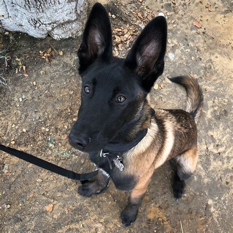 Bounce animal rescue is a nonprofit organization focused on rescuing and transitioning displaced domestic animals into their ideal homes. A woman revealed it took DAYS to get her 17 cats and dogs ...