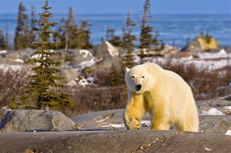 Polar Bear Roaming The Hudson Bay Area Near Churchill Manitoba A