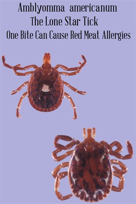 As Ticks Thrive Red Meat Allergy Prominence Continues To Rise Red