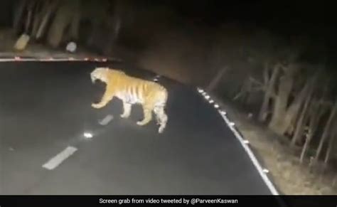 On Camera A Streak Of Tigers Crossing A Road In Maharashtra