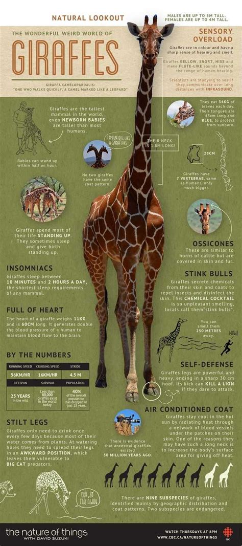 As Its World Giraffe Day Heres An Infographic With Some Cool Facts