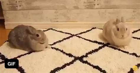 Bunny Stretches To Get Kisses 9gag
