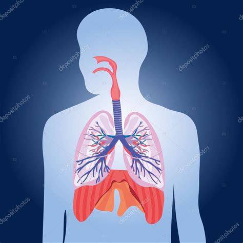 Fisiologia Respiratorio Pulmon Sistema Respiratorio Images My XXX Hot