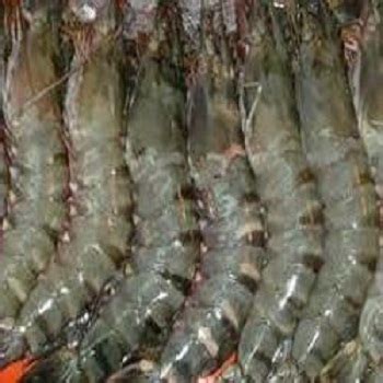 Black Tiger Prawn At Best Price In Mumbai By Clear Vision Id