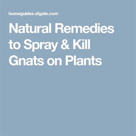 Natural Remedies To Spray And Kill Gnats On Plants Natural Remedies