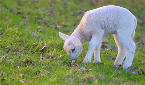 Little Sheep Eat Grass Hd Picture Free Download