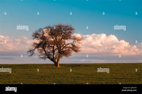 Calden tree, Prosopis Caldenia, in Pampas environment, La Pampa