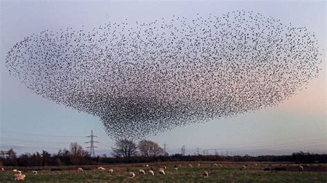 Breathtaking Bird Migration Caught On Camera