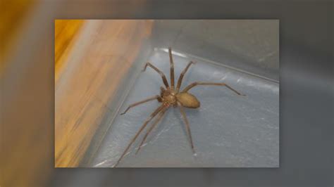 Brown Recluse Spiders Details Bites And Signs Inspirational Discoveries