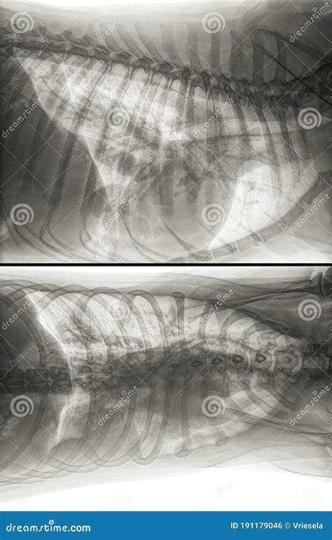 X Ray Radiograph Of A Dog With Lung Cancer Stock Photo Image Of