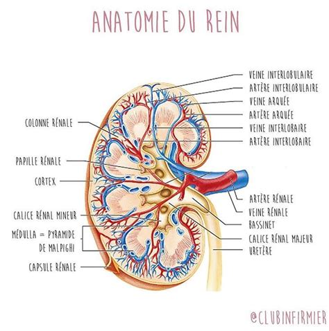 Anatomie et pathologie Les Reins Mon Bloc Opératoire