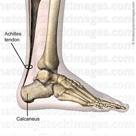 Anatomy Stock Images Ankle Achilles Tendon Calcaneus Foot Lateral