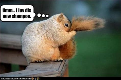 Squirrel Quotes And Sayings Quotesgram