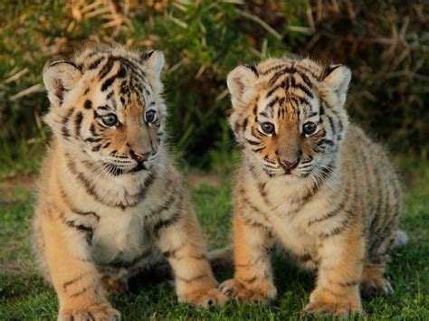 Feed Baby Tigers Elephants And Pandas On These Voluntourism Trips