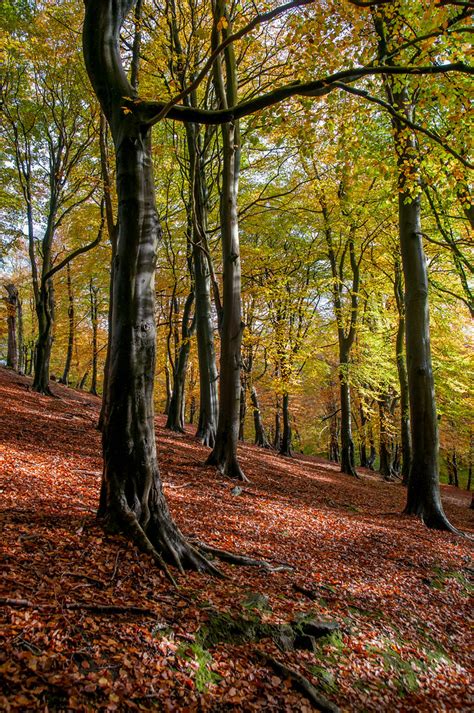 Beech Trees In Gledhow Valley Woods David Incoll Flickr