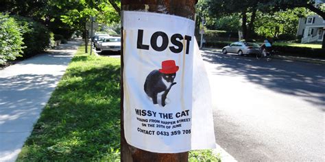 You have dealt with this so many times? Missing Missy: The Lost Cat with a Photoshop Battle