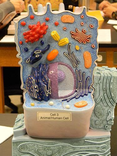 Cell biology (biomedical laboratory science students). Animal Cell Model Diagram Project Parts Structure Labeled ...