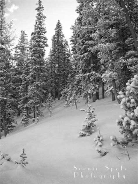 Snowy Pine Trees Black And White Meadow Rocky Mountains Etsy