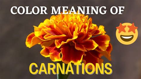 What Do The Colors Of Carnation Flowers Symbolize Carnation Flowers