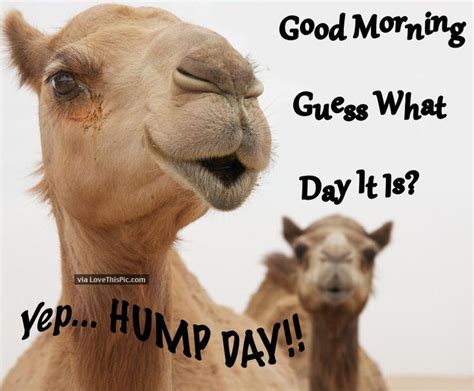 Good Morning Guess What Day It Is Yep Hump Day Morning Quotes Funny