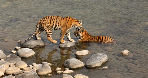 Tigers Tiger Conservation Must Be Accompanied By Forest Conservation