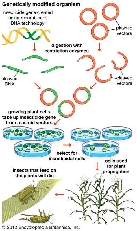 Gene or a set of genes which have been artificially inserted instead of the organism acquiring them naturally, through reproduction. genetically modified organism | Definition, Examples ...