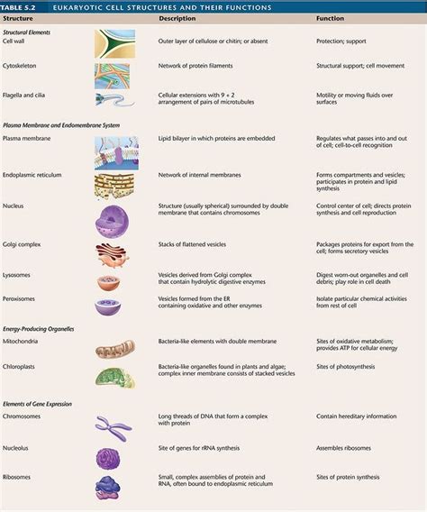 130 best images about Animal and Plant Cells on Pinterest ...