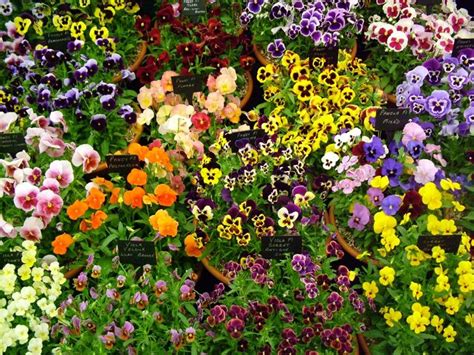 Maybe you would like to learn more about one of these? Garten-Stiefmütterchen Ratgeber - 20 Tipps zur richtigen ...
