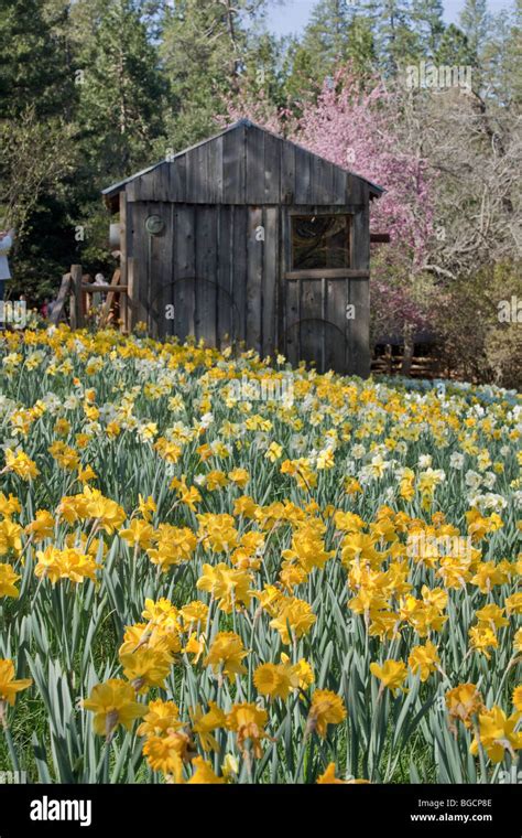 Daffodil Tree Hi Res Stock Photography And Images Alamy