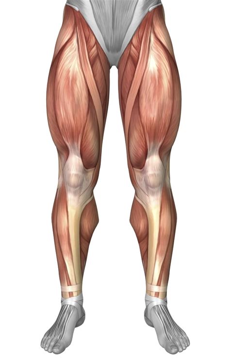 Like the gastrocnemius and soleus, it's involved in. Diagram illustrating muscle groups on front of human legs ...