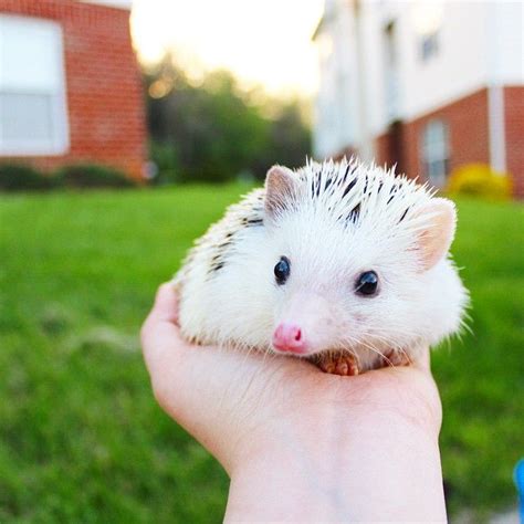 A Small Hedgehog Sitting On Top Of Someones Hand In Front Of A Building