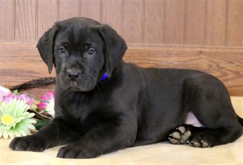 Labradane Puppies For Sale Puppy Adoption Pet Need Home Puppies