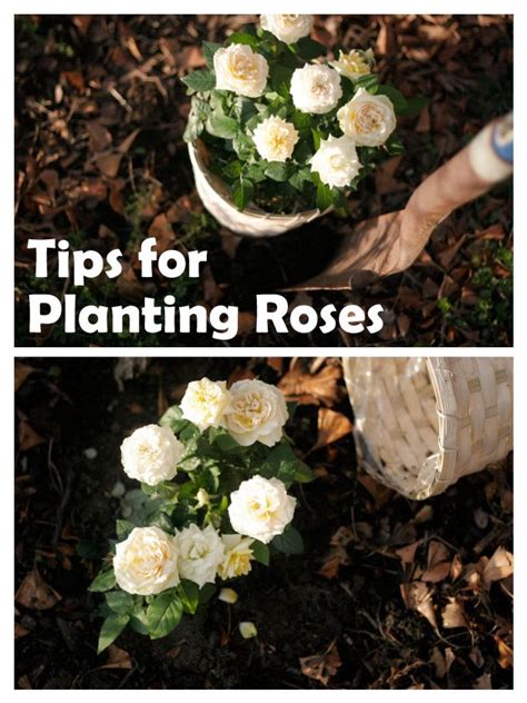 Tips For Planting Roses Planting Roses Plants Bulb Flowers